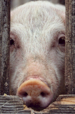 越南非洲豬瘟疫苗蒙陰影 上百豬隻接種後死亡[轉貼]