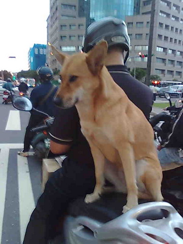 motor_dog 001.jpg