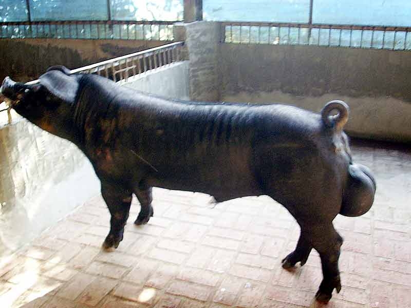 black-pig.jpg