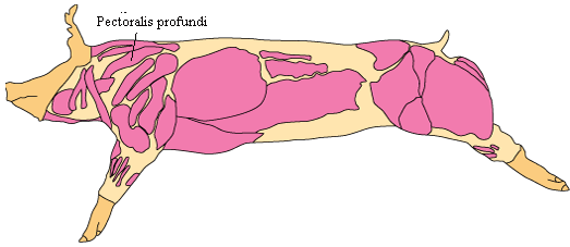 Lat_005 Pectoralis profundi.GIF