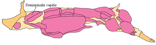 Lat_010 Semispinalis capitis.GIF