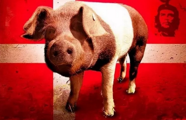 丹麥豬