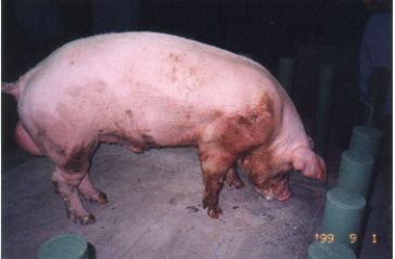 White Duroc -1