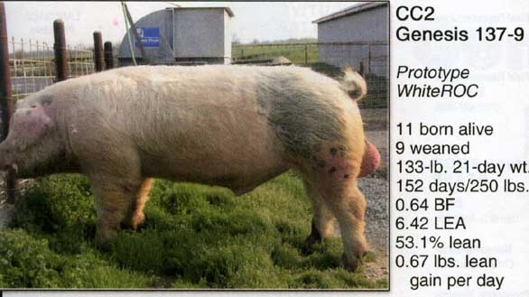 White Duroc