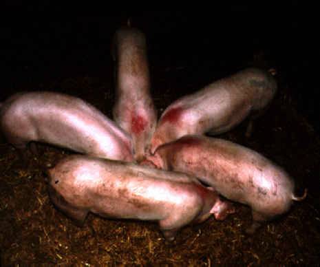 圖 9. 育成期飼喂高賴氨酸日糧的母豬